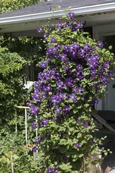 1778_Wolfe_Island_Clematis