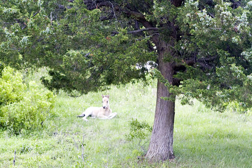 0986_Chincoteague_Pony