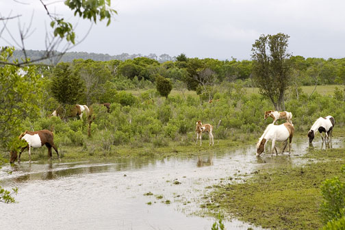 0988_Chincoteague_Ponies